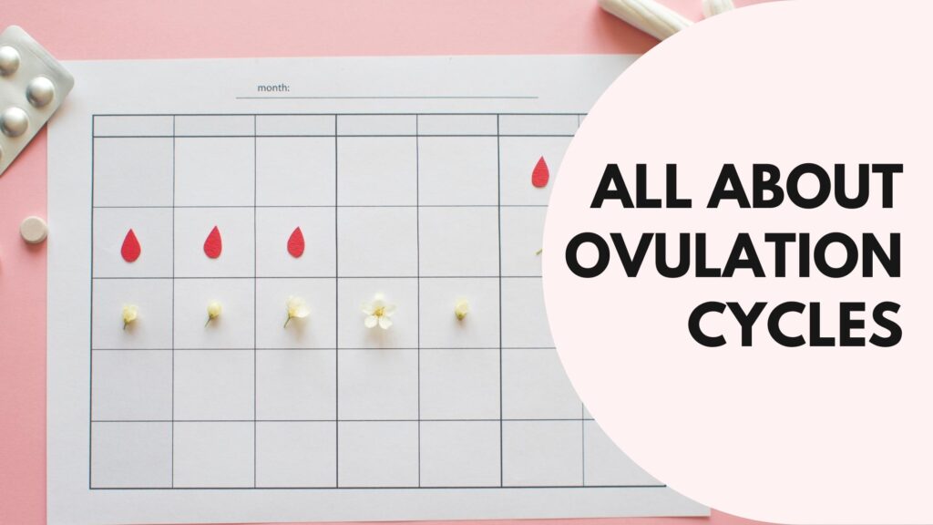 All about Ovulation cycles